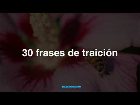 Frases de amor falso y mentiroso